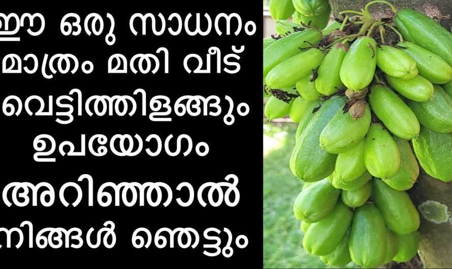 ആരോഗ്യത്തിന് മാത്രമല്ല ഇരുമ്പൻപുളി വീട് തിളങ്ങാനും ഇത് കിടിലൻ മാർഗ്ഗം…