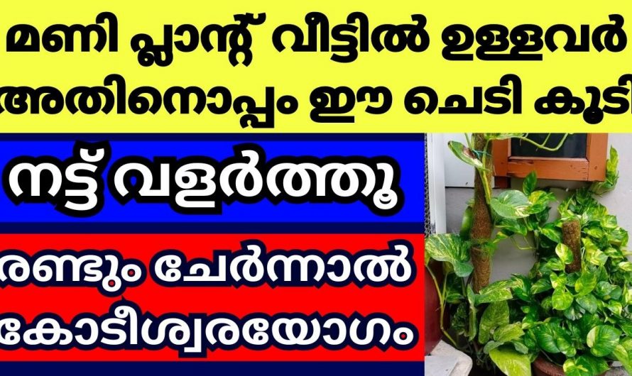 മണി പ്ലാന്റ് ഈ ചെടികളോടൊപ്പം നട്ടാൽ ഇരട്ടി ഫലം…