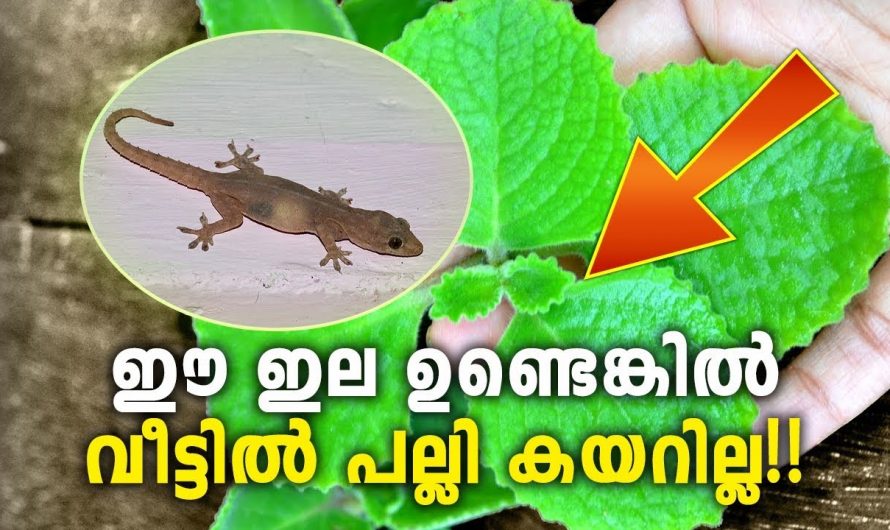 വീടുകളിലെ പല്ലി ശല്യം എളുപ്പത്തിൽ പരിഹരിക്കാൻ.