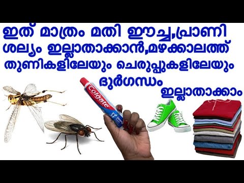 വളരെ എളുപ്പത്തിൽ ഈച്ച ശല്യം പരിഹരിക്കാം…