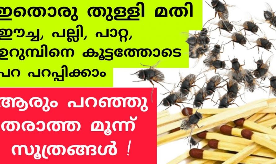 നമ്മുടെ വീട്ടിൽ നിന്ന്  കൊതുക്, ഈച്ച, ചെറുപ്രാണികൾ എന്നിവ എളുപ്പത്തിൽ ഇല്ലാതാക്കാം..