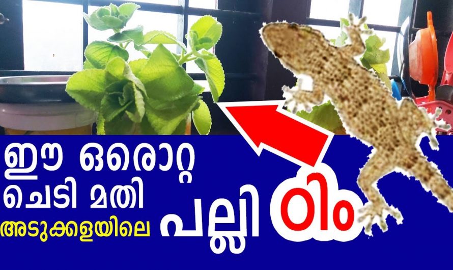 ഈയൊരു ഇലയുണ്ടെങ്കിൽ എത്ര കടുത്ത പല്ലി ശല്യവും എളുപ്പത്തിൽ പരിഹരിക്കാം…