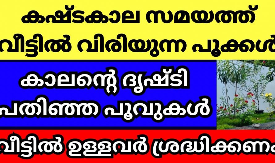 ഇത്തരം ചെടികളിൽ നിങ്ങൾ വീട്ടിലും ഒരിക്കലും നട്ടു പരിപാലിക്കരുത്..