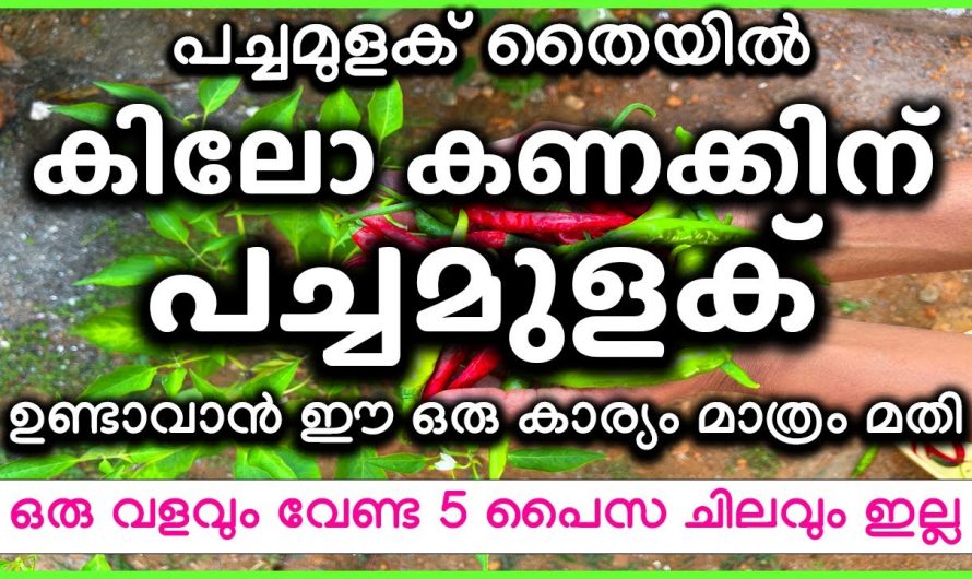 ഇലകൾ കാണാത്ത വിധം പച്ചമുളക് ഉണ്ടാകാൻ കിടിലൻ വഴി.