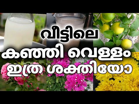 പൂന്തോട്ടം എപ്പോഴും പൂക്കളാൽ സമൃദ്ധമാകാൻ കിടിലൻ വഴി…