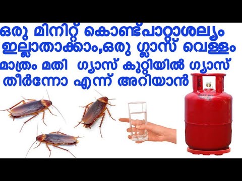 വീട്ടിൽ പഞ്ചസാര ഉണ്ടെങ്കിൽ പാറ്റ ശല്യം എളുപ്പത്തിൽ പരിഹരിക്കും..