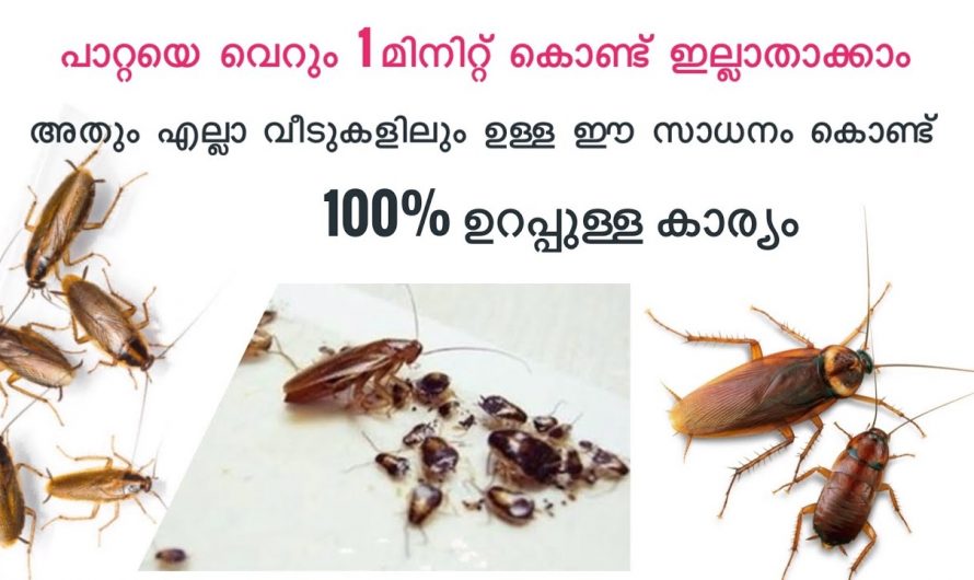 വളരെ എളുപ്പത്തിൽ വീട്ടിലെ പാറ്റ ശല്യം പരിഹരിക്കാം…