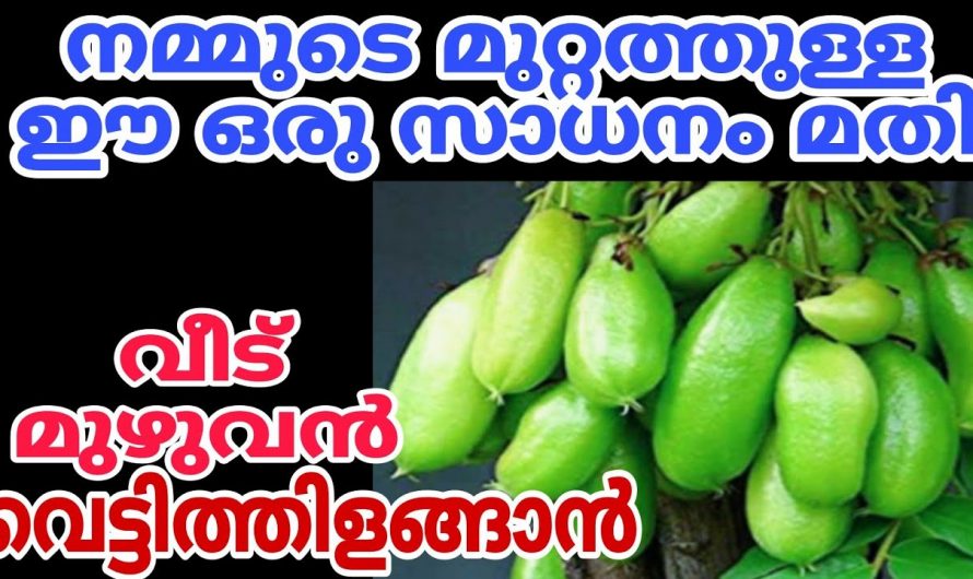 ഇരുമ്പൻപുളി ഉപയോഗിച്ചാൽ ബാത്റൂമിലെ ടൈലുകൾ പളപള തിളങ്ങും…