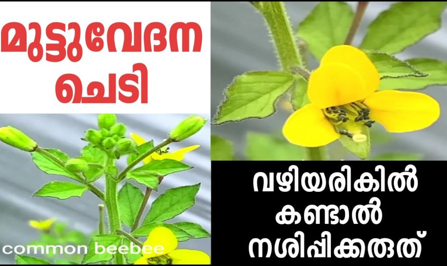 അരിവാള അഥവാ മഞ്ഞക്കാട്ടു കടുക് എന്ന ചെടിയുടെ ഔഷധഗുണങ്ങൾ..