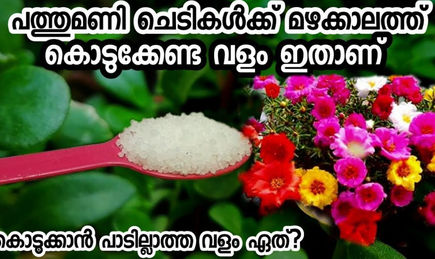 മഴക്കാലമായും വീട്ടിലെ ചെടികളെ പ്രത്യേകിച്ച് പത്തുമണി ചെടിയെ പരിചരിക്കാം…