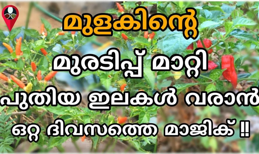 ഇതൊരു തുള്ളി തെളിച്ചാൽ മതി കാട് പോലെ മുളകും ഉണ്ടാകും..