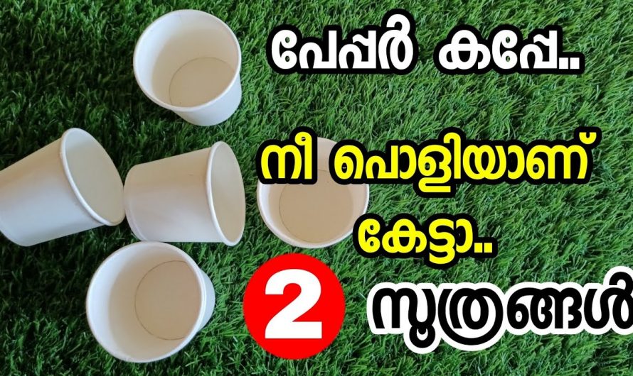 പേപ്പർ ഗ്ലാസുകൾ  കളയണ്ട ഇക്കാര്യം ചെയ്തു നോക്കൂ..