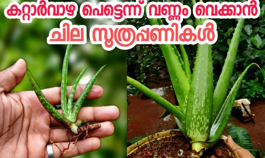 കറ്റാർവാഴ നല്ല രീതിയിൽ വളർന്നു വരാൻ കിടിലൻ വഴി..