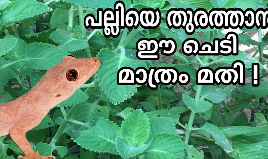 എളുപ്പത്തിൽ തന്നെ പല്ലി ശല്യം പരിഹരിക്കാൻ കിടിലൻ വഴി..