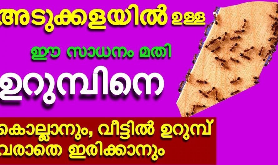 വളരെ എളുപ്പത്തിൽ ഉറുമ്പ് ശല്യം  പരിഹരിക്കാൻ