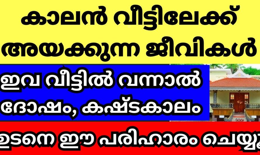 നമ്മുടെ ജീവിതത്തിൽ കഷ്ടകാലം വരുമ്പോഴാണ് ഇത്തരം ജീവികൾ നമ്മുടെ വീടുകളിലേക്ക് കടന്നു വരുന്നത്..