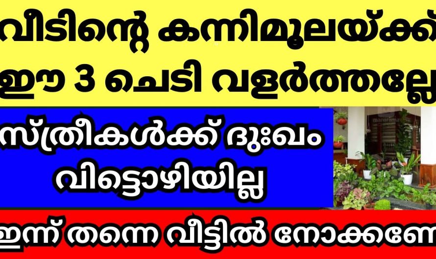 വാസ്തുപ്രകാരം ഇത്തരം ചെടികൾ ഒരിക്കലും കന്നിമൂലയിൽ വളർത്തരുത്..