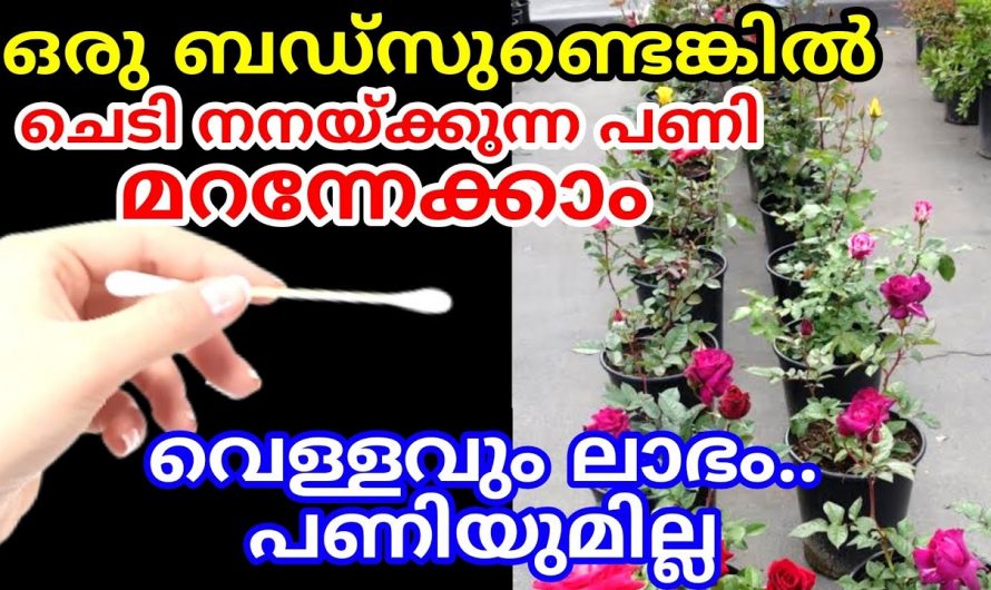 എത്ര ചൂടായാലും നമ്മുടെ ചെടികൾക്ക് ഒരു കേടുപാടും സംഭവിക്കാതിരിക്കാൻ കിടിലൻ വഴി