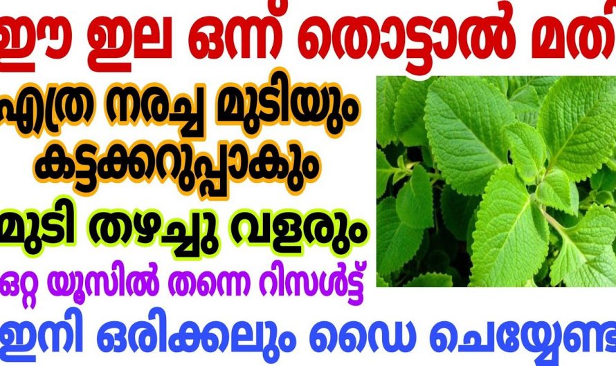 എത്ര നരച്ച മുടിയായാലും എളുപ്പത്തിൽ പരിഹാരം…