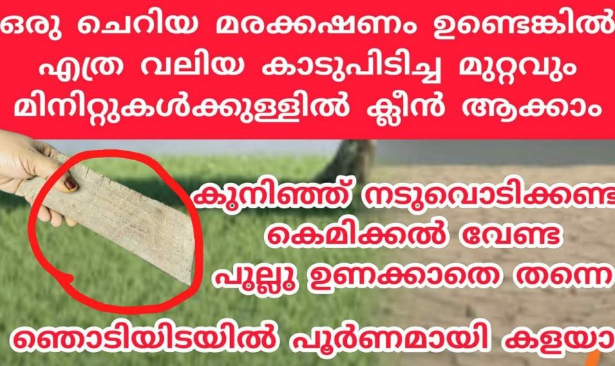 എത്രകാട് പോലെ പിടിച്ച പുല്ലും  എളുപ്പത്തിൽ പരിഹരിക്കാം ഇതാ കിടിലൻ വഴി…