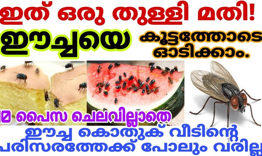 ഈച്ച, കൊതുക് എന്നിവ എളുപ്പത്തിൽ പരിഹരിക്കാം..