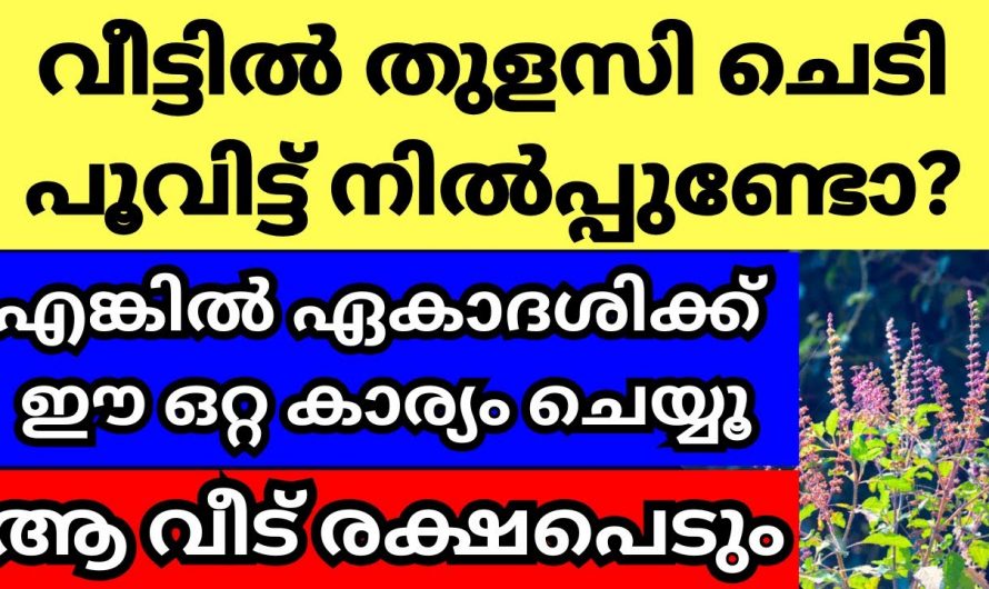 നിങ്ങളുടെ വീട്ടിൽ തുളസിച്ചെടി പൂത്തിട്ടുണ്ടെങ്കിൽ  ഏകാദേശി നാളിൽ നിങ്ങൾ ചെയ്യേണ്ടത്…