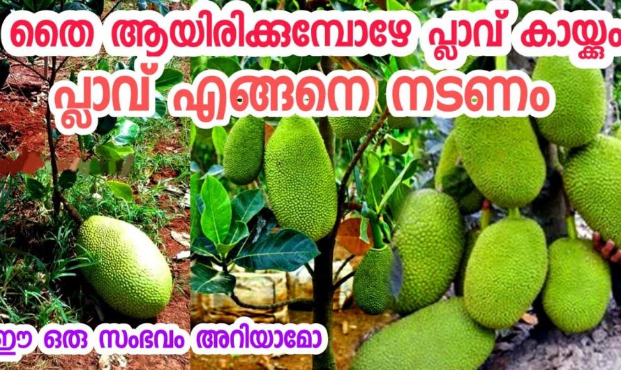 വർഷം മുഴുവൻ ചക്ക തരുന്ന പ്ലാവ് ഫ്ലാറ്റുകളിൽ ഉള്ളവർക്ക് പോലും വെച്ചു പിടിപ്പിക്കാം..